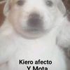 cachipoxd