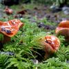 shitake_happens