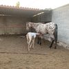 chuycamacho13