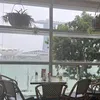 dosu_koidance