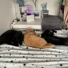 meowcatsarethepery