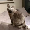 grumpyolddork