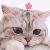 97meoww