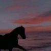صمت المشاعر..