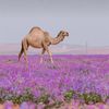 amoon_alajmi