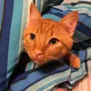 lovedogshavecat