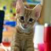 lifeisgoodcats