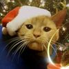 19_heidi_72