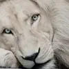 rexkaizer90