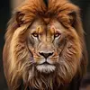 leliontenebreux