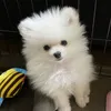 シロ