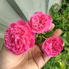 razali_zalie