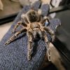 tux_the_tarantula