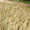 nguyennon22