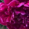 teacupsandroses