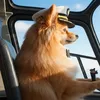 thedoggoh.ai