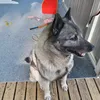 bilbo132431