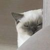 caticatipall