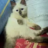 kokoylaila_25