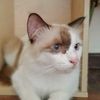 kitto1976