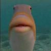 fishy41801