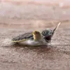 dginittowinit