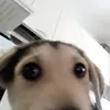 japi232