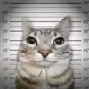 smefy09_semm