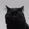 tocdaibuocdaythep