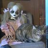 thecatsnthierhooman