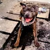 riversthestaffy