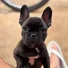 buldoguejolie