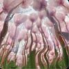 _bloomingonion
