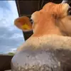 dedw39