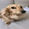 james_essemesmo