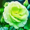 waelalobaidi5