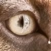 icedcougar