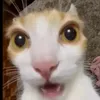 jjkwtyz