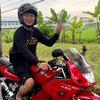 Andigondes bati terus