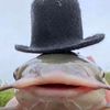 mr.aplays