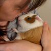 Guinea Pig Rosie 🐽