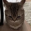 biscuitrat1