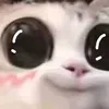anti_chocomint