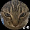 audimeesa6