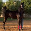 مربط فخر الاصاله 🐎🐎