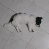 _kekepot
