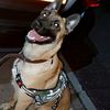 dieseldmalinois