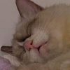 yagab_