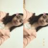 vanilatte_o