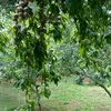 nguyenvannhuong88